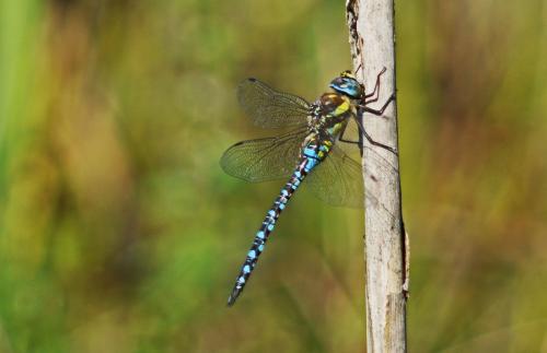 Réf. 269 468 : Aeshna mixta